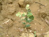 A Holm Oak Seedling